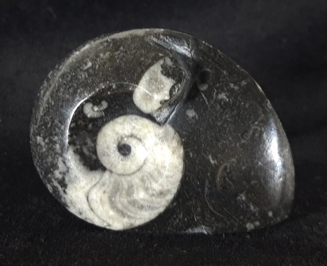 Manticoceras sp. HYATT 1884 - Bild &copy; FossNet FossilienStore